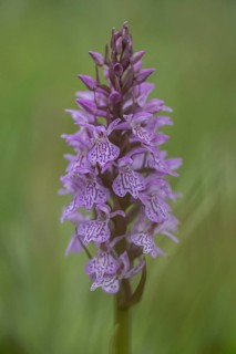 Southern marsh orchid (Dactylorhiza praetermissa), Emsland, Lower Saxony, Germany, Europe