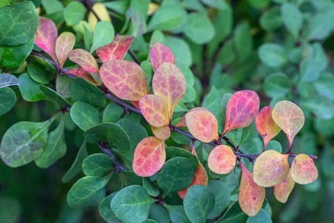 Thunberg barberry (Berberis thunbergii), autumn foliage, Speyer, Rhineland-Palatinate, Germany,
