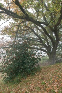English oak (Quercus robur) and holly (Ilex aquifolius) in the fog, Emsland, Lower Saxony, Germany,
