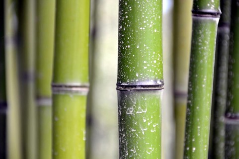 Bamboo grass, Phyllostachys viridi-glaucescens, China, Asia