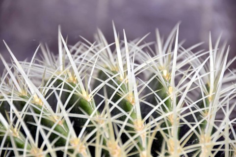 Golden globe cactus, Echinocactus grusonii, mother-in-law's chair, Mexico, Central America