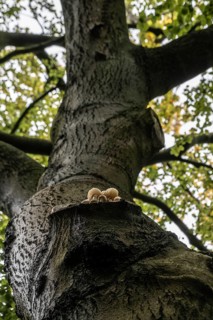 Ringed beech slime moulds (Oudemansiella mucida) on old copper beech (Fagus sylvatica), Emsland,