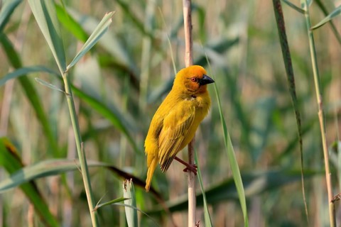 Eastern golden weaver (Ploceus subaureus), adult, male, auto-waiting, alert, Saint Lucia Estuary,