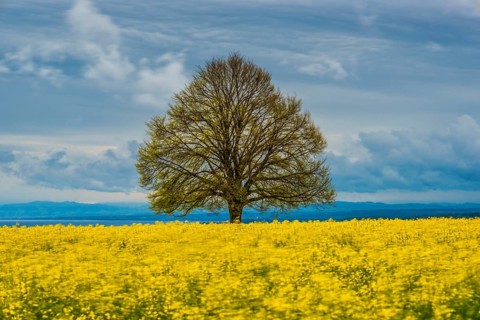 Lime tree (Tilia) on the Hödinger Berg, Hödingen, Lake Constance district, Upper Swabia,