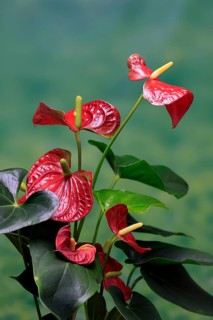 Flamingo flower (Anthurium), flowering, houseplant, Ellerstadt, Germany, Europe