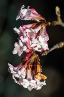 Winter snowball (Viburnum bodnantense Dawn), Emsland, Lower Saxony, Germany, Europe
