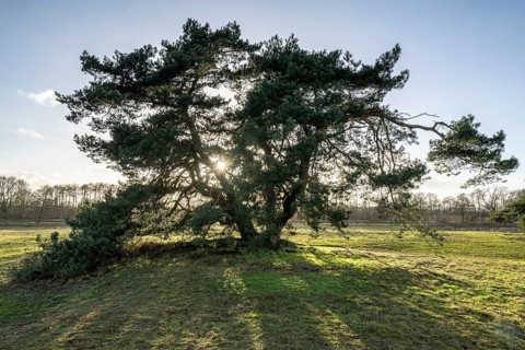 Old Scots pine (Pinus sylvestris), Emsland, Lower Saxony, Germany, Europe