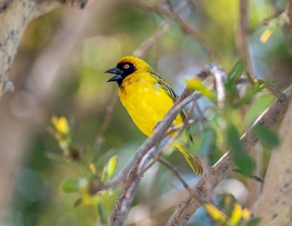 Southern masked weaver (Ploceus velatus) sitting on a branch in a tree and calling, Etosha National