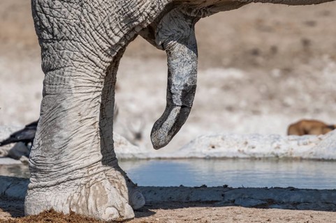 African elephant (Loxodonta africana), detail, penis, at a waterhole, Nebrowni Waterhole, Etosha