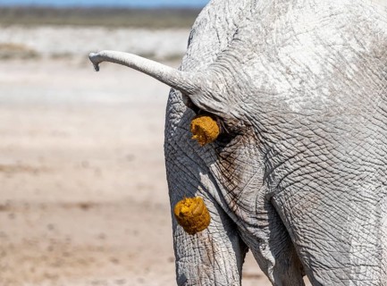 African elephant (Loxodonta africana), detail, hindquarters defecating, Etosha National Park,