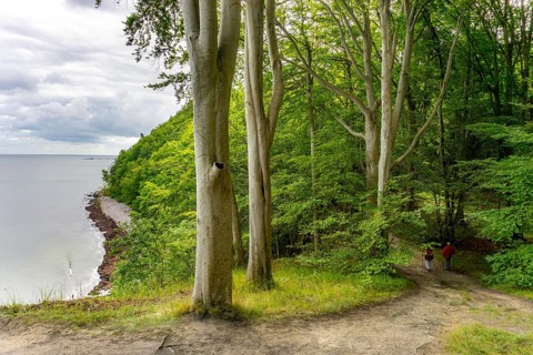 The Hochuferwanderweg from Baabe via Sellin to Binz, through dense beech forest, along the cliffs,