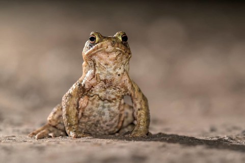 Common toad (Bufo bufo), single male, on the way to spawning waters, evening, toad migration,