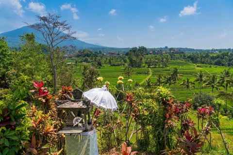 Jatiluwih, rice terrace, agriculture, export, volcano, tourism, travel, landscape, umbrella,