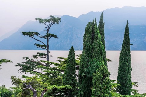 Cypress (Cupressus), Pine (Pinus pinea), Lake Garda, Plant, Tree, Botany, Flora, Italy, Europe