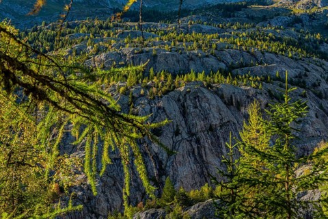 Hiking trail on the Aletsch Glacier, Swiss stone pine (Pinus cembra), light mood, backlight, sun,