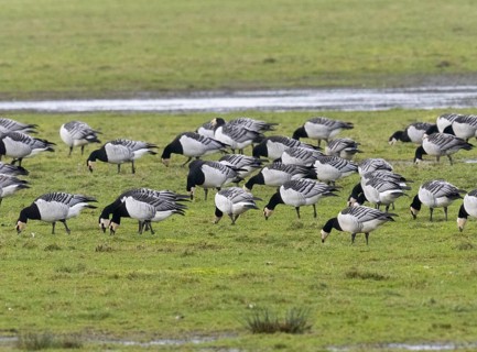 Barnacle goose (Branta leucopsis), a flock grazing on a meadow, island of Texel, Holland