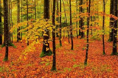 Wet beech forest in autumn on the Weissenstein, Swiss Jura in the canton of Solothurn, Switzerland,