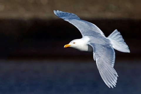 Glaucous gull (Larus hyperboreus), Norway, Spitsbergen, aerial photograph, Longyearbyen, Svalbard /
