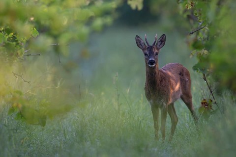 Roebuck in summer, leaf time, Wittlich, Rhineland-Palatinate, Germany, Europe