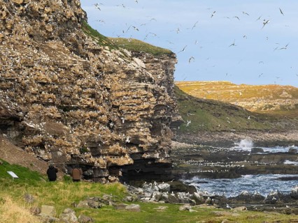 Black-legged kittiwake (Rissa tridactyla), two tourists observing the birds at breeding colony, on