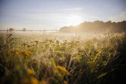 The sun rises over a field near Born am Darß. Born, 31.07.2024