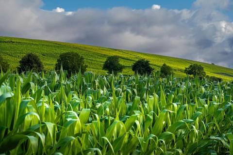 Landscape, Nature, Agriculture, Cornfield, Markgräfler Land, Baden-Württemberg, Germany, Europe