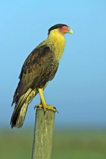 Southern crested caracara (Caracara plancus), Viera Wetlands, Titusville, Florida, USA, North