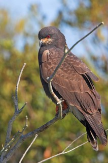Snail kite (Rostrhamus sociabilis), Lake Kissimmee, Osceola County, Florida, USA, North America