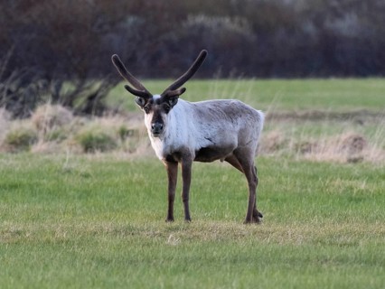 Reindeer (Rangifer tarandus), male alert, standing on a mown meadow, chewing grass, with velvet on