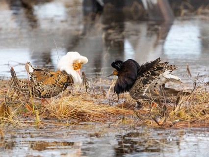 Ruff (Calidris pugnax) two males in breeding plumage at lek, fighting over female, Pokka, Finnish