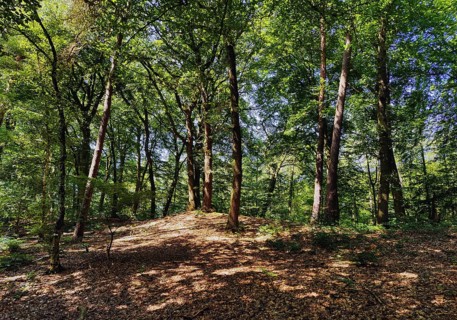 Forest landscape in the Westruper Heide, Haltern am See, Ruhr area, North Rhine-Westphalia,