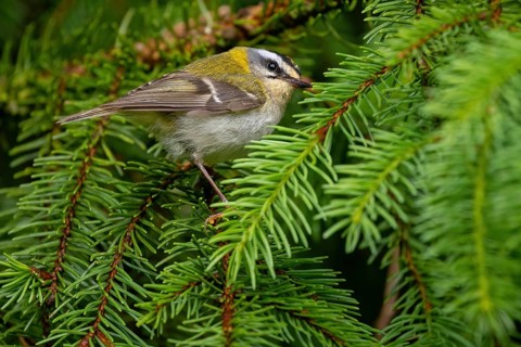 Goldcrest, Regulus ignicapillus, Luce, Mountain area, Luce, Styria, Slovenia, Europe