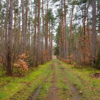 Path through the fir forest, Waren, Müritz, Müritz National Park, Mecklenburg Lake District,