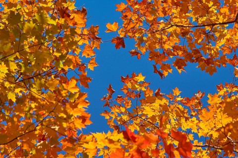 Autumn leaves (Acer), in warm yellow and orange tones against a clear blue sky, autumn, Ontario,