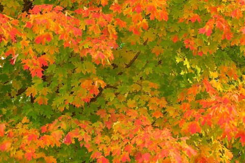 Maple (Acer), with many yellow and reddish leaves, in autumn, New Hampshire, New England, USA,