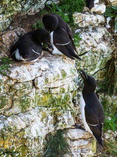 Razorbill, Alca Torda, birds on cliffs, Bempton Cliffs, North Yorkshire, England, United Kingdom,