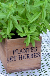 Lemon verbena, plant in pot, Aloysia citrodora