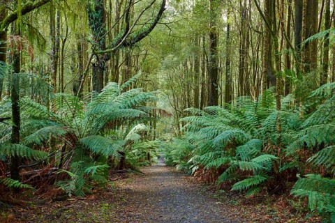 Nature landscape of a hiking way through the forest in the Great Otway National Park in spring,