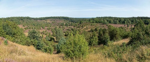 Panoramic photo, photomerge, juniper (Juniperus communis), Totengrund near Wilsede, Bispingen,
