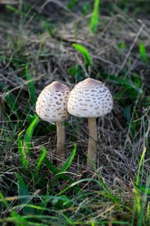 Parasol mushroom, September, Usedom, Mecklenburg-Western Pomerania, Germany, Europe