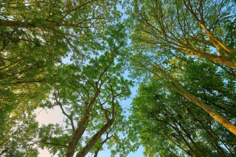View into the treetop with dense canopy of leaves and sunlight shining through the branches,