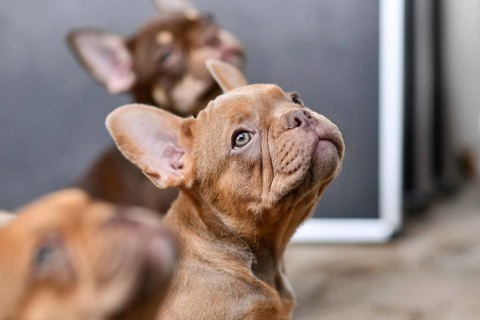 Portrait of Isabella Sable French Bulldog dog puppy