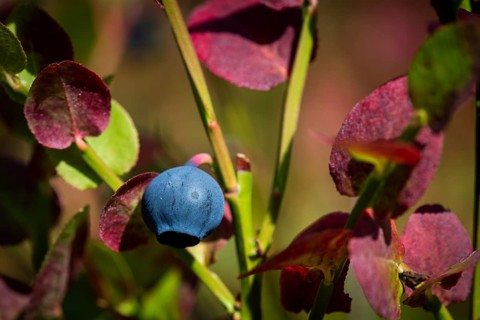 European blueberry (Vaccinium myrtillus), blueberry, Finland, Europe