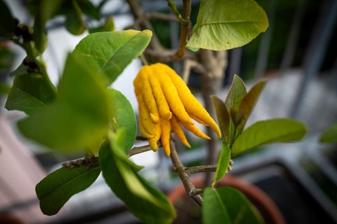 Buddha's Hand (sarcodactylis) or fingered lemon (citrus medica), unusually shaped lemon variety