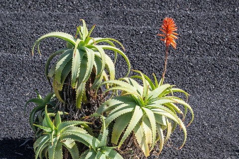 Aloe veras (Aloe vera), Lanzarote, Canary Islands, Spain, Europe