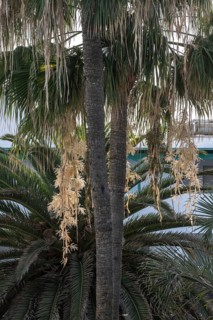 Canary Island date palm (Phoenix canariensis), flowers, Lanzarote, Canary Islands, Spain, Europe