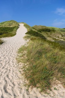 Path through the heathland, dune landscape, hiking, excursion, nature, tourism, journey, blue sky,