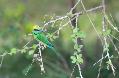 Bronze-crowned Emerald Bee-eater (Merops orientalis) sitting on a branch in Yala Natioal Park,