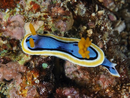 Bright nudibranch with yellow and black stripes, Elisabeth's Chromodoris (Chromodoris