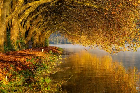 Autumn colours on the Platanen Allee, Hardenberg Ufer, lakeside path on Lake Baldeney, near Haus